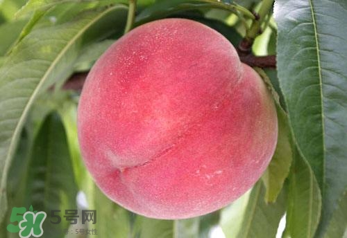桃子的種類有哪些？哪種桃子最好吃？
