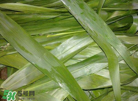 蘆葦葉包粽子之前要煮嗎？蘆葦葉煮多久？