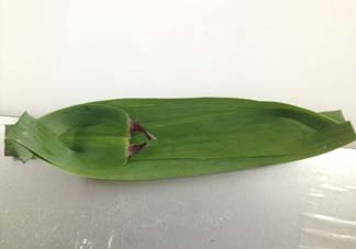 蘆葦葉怎么保存？蘆葦葉可以放冰箱嗎？