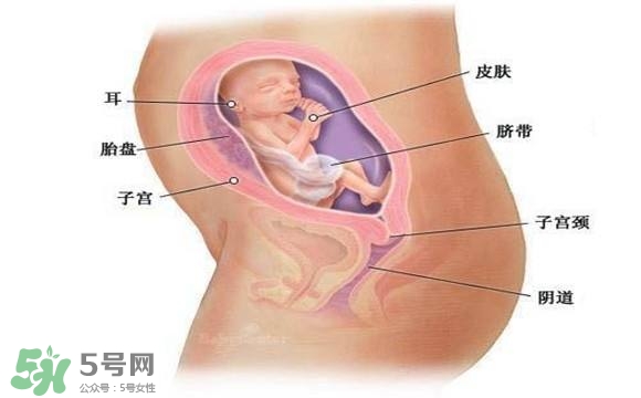 懷孕四個月需要做什么檢查？懷孕四個月胎兒圖