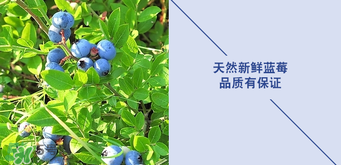 悠蜜藍莓利口酒保質(zhì)期是多久？悠蜜藍莓利口酒保質(zhì)期是幾年？