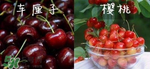 櫻桃和車厘子有什么區(qū)別？櫻桃和車厘子哪個貴？