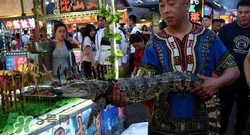 鱷魚肉價格多少錢一斤？吃鱷魚犯法嗎？