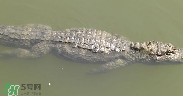 鱷魚是魚嗎？鱷魚是浮在水面上嗎？