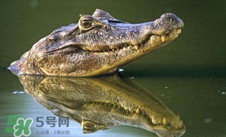 鱷魚是魚嗎？鱷魚是浮在水面上嗎？