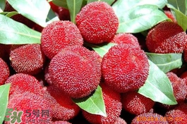 楊梅吃多了會上火嗎？楊梅吃多了會胖嗎？