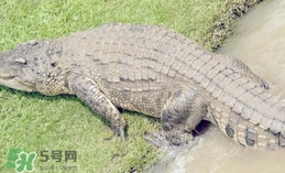 鱷魚是魚嗎？鱷魚是浮在水面上嗎？