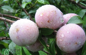 三華李是寒性還是熱性水果？三華李是涼性水果嗎
