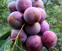 三華李可以和香蕉一起吃嗎？香蕉能和三華李一起吃嗎