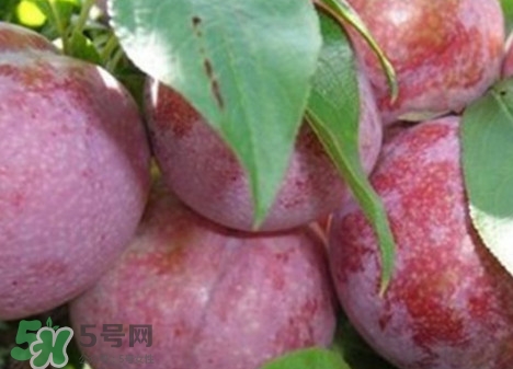 雙華李怎么吃不酸？雙華李不能和什么一起吃？
