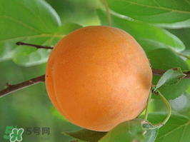 杏子不能和什么一起吃？杏子和什么不能同吃？