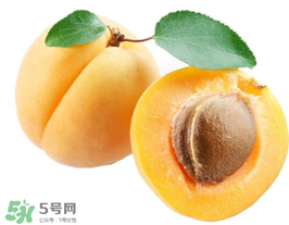 杏子幾月成熟？杏子什么時(shí)候成熟？