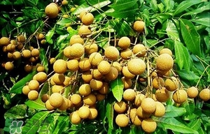龍眼能放多久？龍眼能空腹吃嗎？