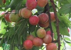 三華李種哪個(gè)品種好？三華李有多少個(gè)品種
