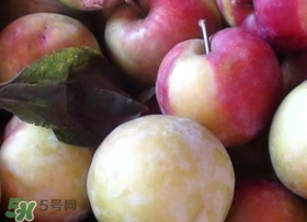 南華李什么時候成熟？南華李和三華李的區(qū)別