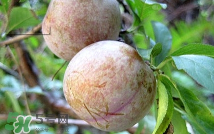 雙華李有什么營養(yǎng)？雙華李的營養(yǎng)價值