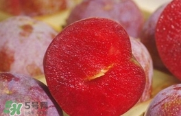 三華李可以和香蕉一起吃嗎？香蕉能和三華李一起吃嗎