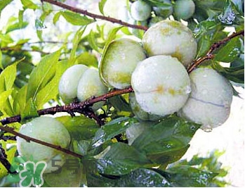 南華李什么時候成熟？南華李和三華李的區(qū)別