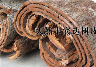 安哥拉樹皮能天天吃嗎？安哥拉樹皮天天吃可以嗎？