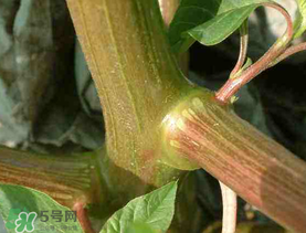 莧菜桿能吃嗎？莧菜桿子可以吃嗎？