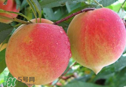 毛桃的皮能吃嗎？毛桃皮可以吃嗎？