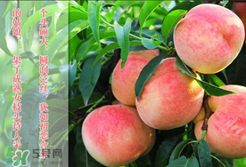 毛桃和西瓜能一起吃嗎？毛桃和西瓜能同時(shí)吃嗎？