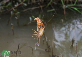 釣龍蝦用什么肉？釣龍蝦用什么肉是最厲害的？