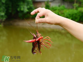 釣龍蝦用什么肉？釣龍蝦用什么肉是最厲害的？