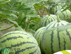 西瓜子是白色的能吃嗎？西瓜籽是白色的能不能吃