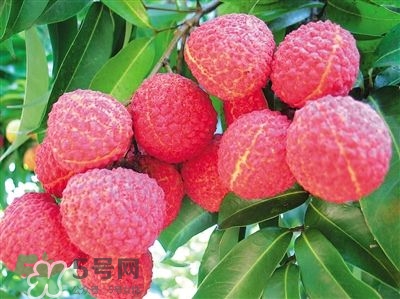 荔枝是幾月份的水果？荔枝是上火的嗎？