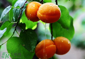 杏子怎么保存？長(zhǎng)杏子怎么保存時(shí)間長(zhǎng)？