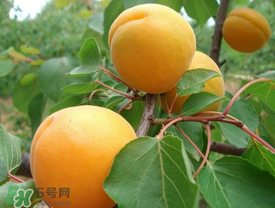 新鮮杏子可以放冰箱嗎？新鮮杏子怎么保存？