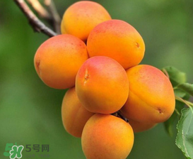 新鮮杏子可以放冰箱嗎？新鮮杏子怎么保存？
