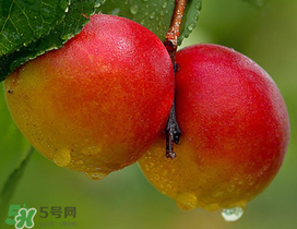 新鮮杏子怎么吃？新鮮杏子孕婦能吃嗎？