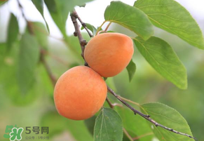 黃杏孕婦可以吃嗎？孕婦可以吃黃杏嗎？