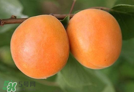 杏為什么不能多吃？杏為什么傷人?