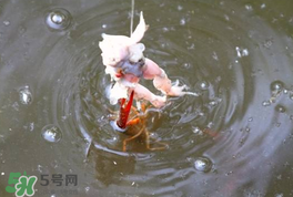 釣小龍蝦用什么餌？釣小龍蝦用什么誘餌最好？