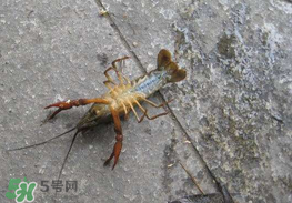 釣小龍蝦用什么餌？釣小龍蝦用什么誘餌最好？