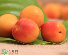 杏子可以空腹吃嗎？空腹能吃杏子嗎？