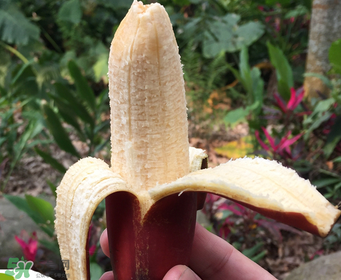 紅香蕉好吃嗎？紅香蕉味道怎么樣？