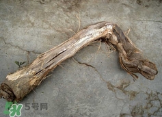 山葡萄根一斤多少錢？山葡萄根功效與作用