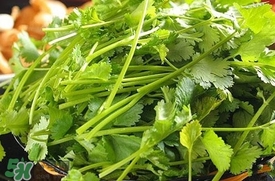 香菜是什么菜？香菜是陽(yáng)痿草嗎？