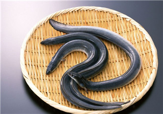 釣黃鱔用什么餌料？用什么釣黃鱔最好？