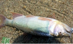 馬口魚(yú)怎么吃？馬口魚(yú)怎么做好吃？