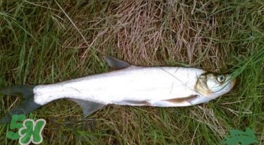 翹嘴魚多少錢一斤2017？翹嘴魚價(jià)格