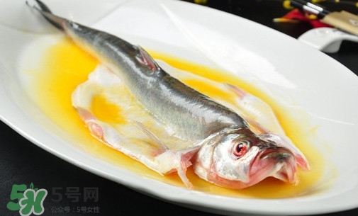 白條魚能長多大？白條魚可以長多大？