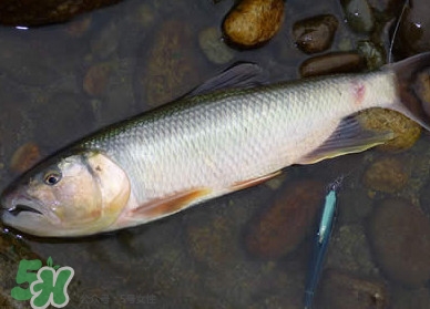 馬口魚多少錢一斤2017？野生馬口魚多少錢一斤？