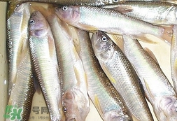 馬口魚(yú)怎么吃？馬口魚(yú)怎么做好吃？