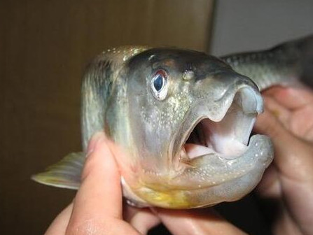 釣馬口魚用什么餌料？釣馬口魚用什么打窩？