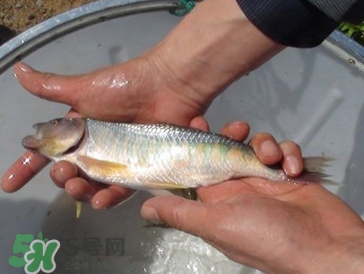 馬口魚喜歡吃什么？馬口魚一般生長在什么地方
